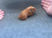 Guinea pigs
