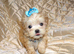 **Exquisite Micro Tiny Teacup Apricot F1 Maltese x Toy Poodle Maltipoo Boy Puppy**