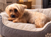 Yorkshire terrier x pomeranian