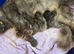 2 x Maine Coon Kittens ONLY FEMALES LEFT