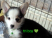 Gorgous dna clear pembs corgi pups