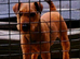 Lakeland terrier