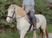 Heavy cob mare