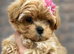 Asian Maltipoo Puppy