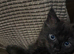 Male Maine Coon X British Shorthair with Rare Inhibitor Gene