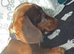 Beautiful miniature dachshund