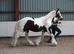 Oozing potential family cob