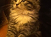 Fluffy mixed female siberian