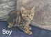 Beautiful bengal tabby kittens