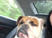 English bulldog