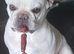 MEARL french bulldog ...WANTED