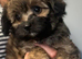 Papillon x toy poodle v small