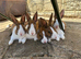 Baby Dutch Bunnies 9 Weeks old