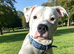 American bulldog puppy
