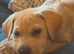 Mazie beautiful Bullador