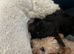 Miniature poodle mum, Toy x min dad