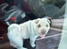 Shar pei puppy