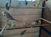 Young budgies 2026 hatched
