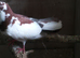 pigeons for sale