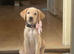6 month old female puppy