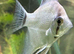3 angel fish