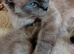 RAGDOLL KINGS