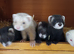 Ferret kits ready