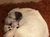 Miniature working jack russel