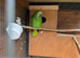 2 Blue fronted Amazons.