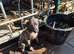 Lurcher pups