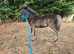 Lovley shetland foals