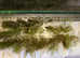 5 Hornwort Ceratophyllum For ponds and aquariums. Live Aquarium Plants Fast delivery*BUY 3 Get 1 FREE *