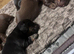Miniature dachshund long haired