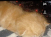 British short-haired maincoon