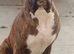 6 year old boxer not neutered