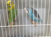 Young exhibition Budgies