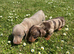 Miniature Dachshund puppies