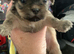 Shihtzu puppies for sale
