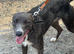 Deer bull grey , 14 months old , working or pet