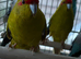 Stunning young Kakariki for sale