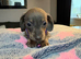 9 babies looking for loving family home