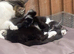Super fussy girl- for forever home £15