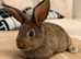 Beautiful Baby Does Looking for Their Forever Homes