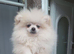 Pomeranian Puppies