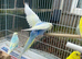 Baby rainbows and pied budgies