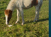 Tonto very sweet 6 month old colt foal to make 14hh