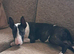 Male English bull terrier