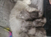 Pure British Longhaired white-silver kittens
