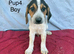 Beautiful beagle puppies for sale