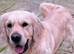 Golden retriever boy